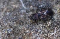 Oxycarenus modestus