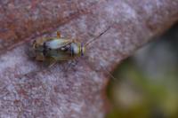 Pinalitus cervinus