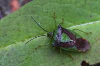 Acanthosoma haemorrhoidale