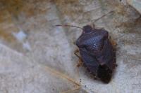 Palomena prasina