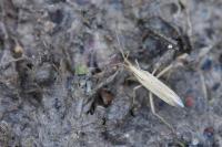 Stenodema laevigata