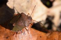 Palomena prasina