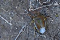 Piezodorus lituratus