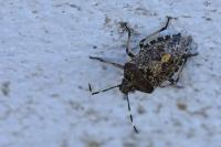 Rhaphigaster nebulosa