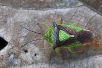 Acanthosoma haemorrhoidale