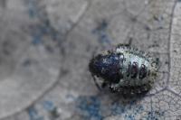 Pentatoma rufipes
