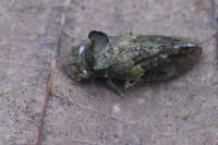 Ledra aurita