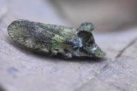 Ledra aurita