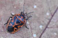 Eurydema ornata