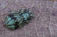 Ledra aurita