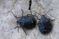 Holcogaster fibulata