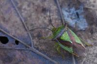 Acanthosoma haemorrhoidale