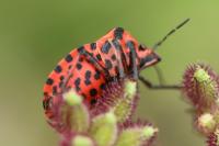 Graphosoma italicum