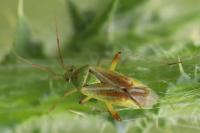Closterotomus norwegicus