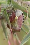 Dolycoris baccarum