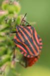 Graphosoma italicum