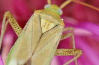 Adelphocoris lineolatus