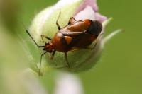 Deraeocoris ruber