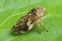 Philaenus spumarius