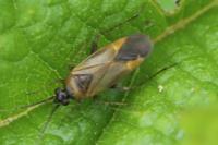 Plagiognathus arbustorum