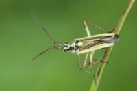 Leptopterna dolabrata