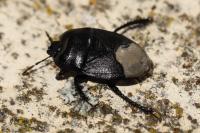 Cydnus aterrimus