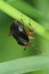 Capsus ater