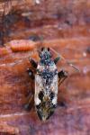 Beosus maritimus