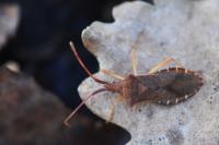 Gonocerus acuteangulatus