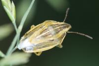 Aelia acuminata