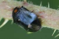Penthimia nigra