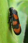 Cercopis vulnerata