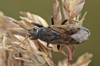 Peritrechus gracilicornis