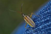 Leptopterna ferrugata