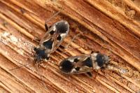 Rhyparochromus vulgaris
