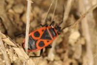 Pyrrhocoris apterus