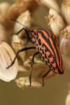 Graphosoma italicum