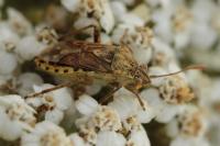 Stictopleurus abutilon