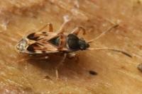 Scolopostethus affinis