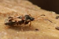 Scolopostethus affinis