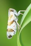 Tachycixius venustulus