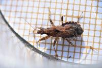 Himacerus mirmicoides