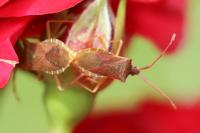 Gonocerus acuteangulatus