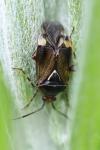 Deraeocoris flavilinea