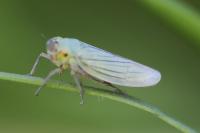 Cicadella viridis