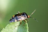 Deraeocoris flavilinea