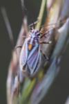 Horistus orientalis