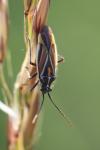 Horistus orientalis
