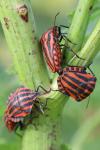 Graphosoma italicum