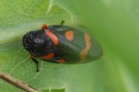 Cercopis intermedia